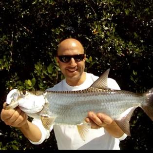 Juvenile Everglades Tarpon