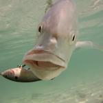 March Fishing Report For Marathon