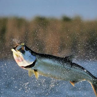 Tarpon