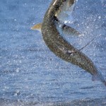 10. Tarpon Image