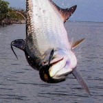11. Tarpon Image