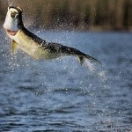 4. Tarpon Image