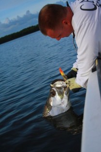 5. Tarpon Image