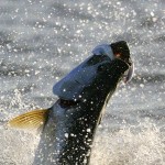 6. Tarpon Image