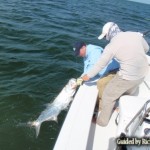 12. Tarpon Image