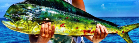 Summer Time Fishing