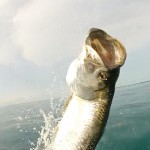 15. Tarpon Image