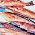 Marathon Florida Fishing Bite Is On!