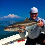 Cobia Fishing Bite In Marathon