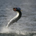 Tarpon Fishing Information