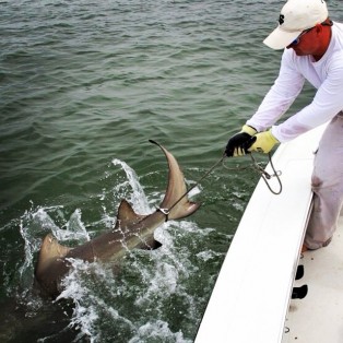 Marathon Shark Fishing 1