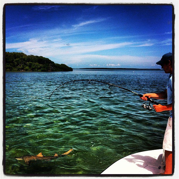 Sharks - Angling Adventures Florida Keys Fishing Trips