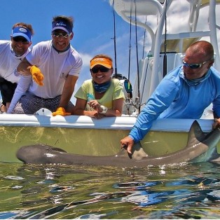 Shark Fishing In The Florida Keys Sightfishing In Marathon, FL.