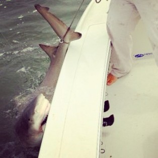 Shark Biting The Boat