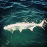Marathon Tarpon Fishing 11