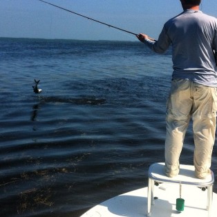 Marathon Tarpon Fishing 13
