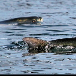 Marathon Tarpon Fishing 15
