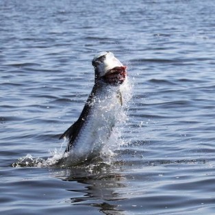 Marathon Tarpon Fishing 17