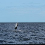 Marathon Tarpon Fishing 20