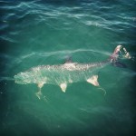 Marathon Tarpon Fishing 21