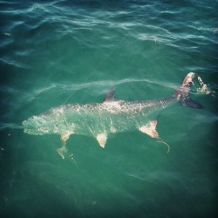 Marathon Tarpon Fishing 21