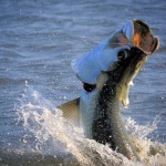 Marathon Tarpon Fishing 3