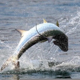 Marathon Tarpon Fishing 6