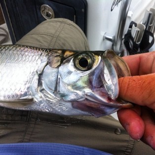 Marathon Tarpon Fishing 9