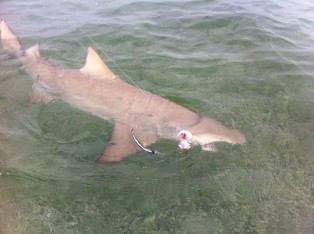 Lemon Shark Marathon