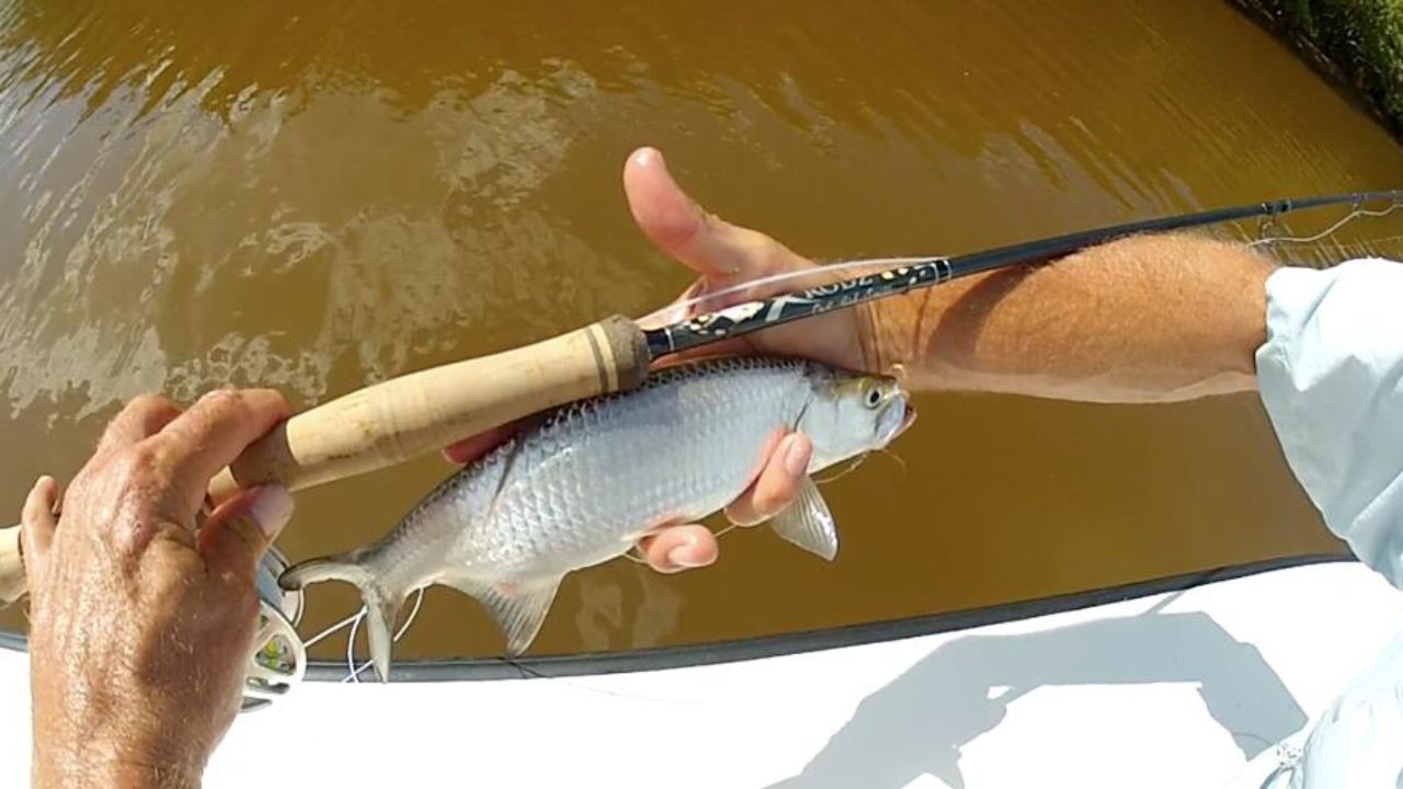 Baby tarpon fish Clearance