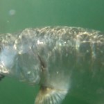 Big Marathon Tarpon Charter