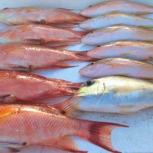 Hogfish And Yellowtail Snapper