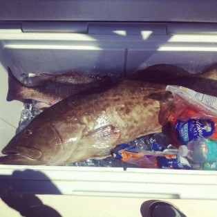 Marathon Grouper Snapper