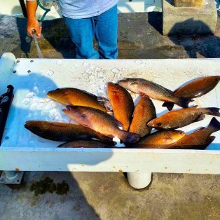 Mangrove Snapper Marathon Florida