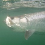 Marathon Tarpon Big
