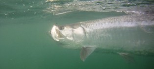 Marathon Tarpon Big
