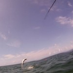 Tarpon Fishing Jumping