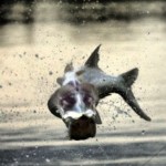 Tarpon Fishing Near Marathon Florida