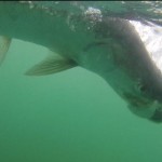 Tarpon Splash