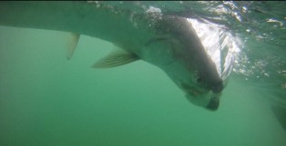 Tarpon Splash