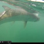 Tarpon Time