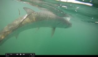 Tarpon Time