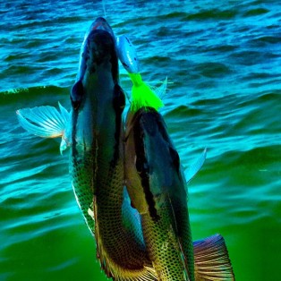 Two Mangrove Snappers