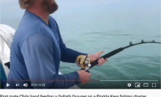 Hand Feeding Goliath Grouper