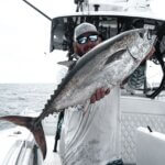 Big Blackfin Tunas Biting