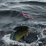 Mahi Fishing Still Strong