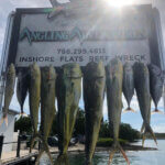 Offshore Catch Of The Day